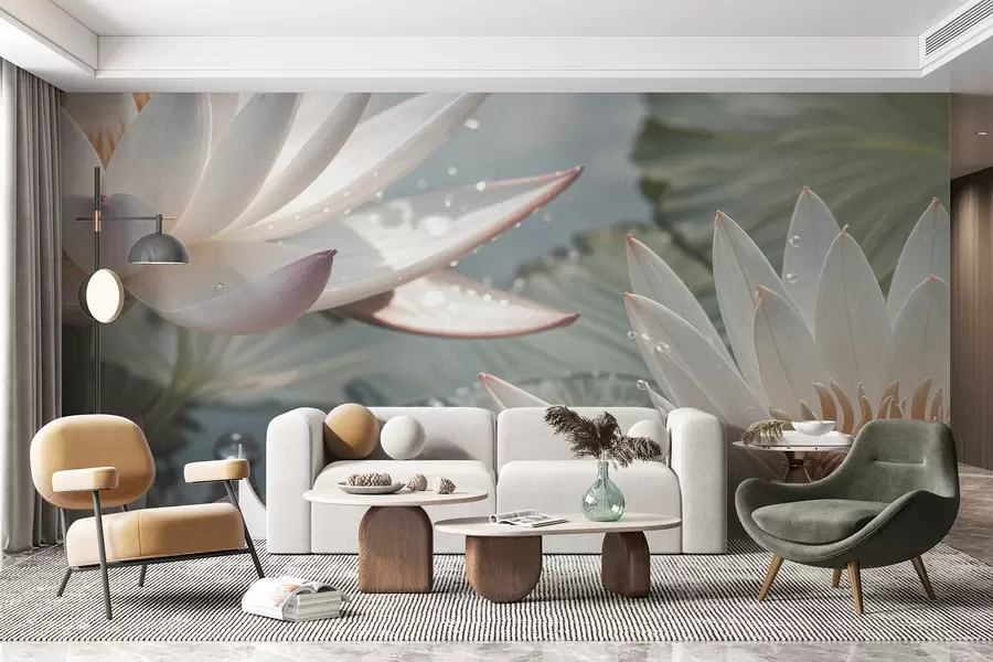 murales de pared Primer plano de flores de loto blancas con gotas de agua en sus pétalos sobre un fondo verde difuminado w08252