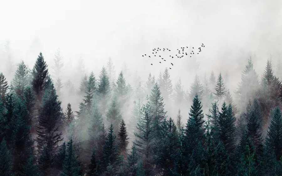 murales de pared Aves voladoras sobre el bosque brumoso u28636