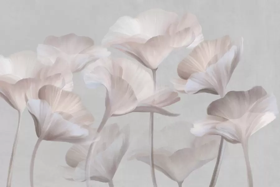 murales de pared Flores de loto translúcidas con textura de melocotón pálido y delicados pétalos sobre un fondo gris apagado. w09640