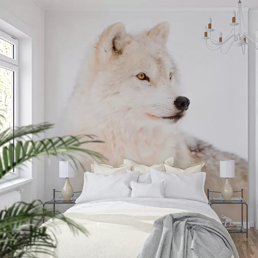 murales de pared Lobo ártico sobre fondo blanco u98189